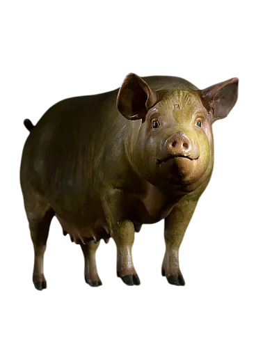 Modello di maiale da fattoria per uso accademico, anni '30